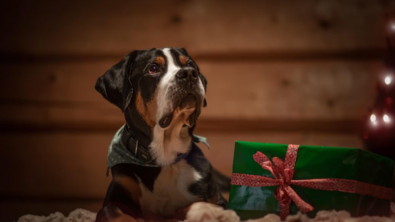 В подарок ру